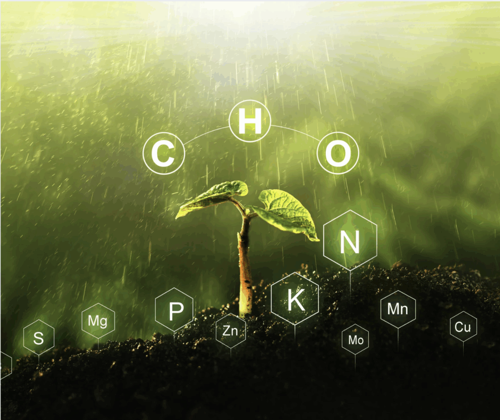 Plant growing with symbols surrounding it to represent the key  nutrients discussed.